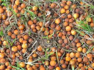 Fruits ripe (Syagrus romanzoffiana) on the ground. Native palm of the Atlantic Forest, in Brazil.