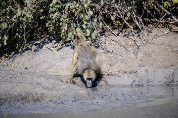 Baboon in Mana Pools National Park, Zimbabwe