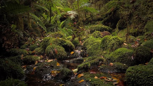 Clear Pristine stream surrounded by native bush, New Zealand