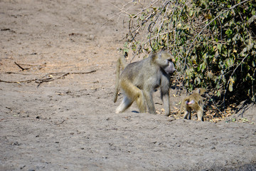 Baboon in Mana Pools National Park, Zimbabwe