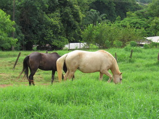 Black and white horses on pasture