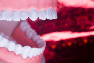 Dentist teeth teaching dental model