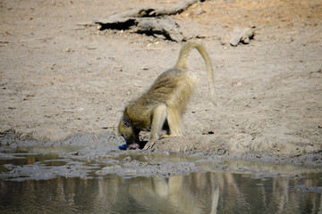Fototapeta premium Baboon in Mana Pools National Park, Zimbabwe
