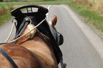 Urlaub mit Pferd und Kutsche in den Vogesen, Frankreich	