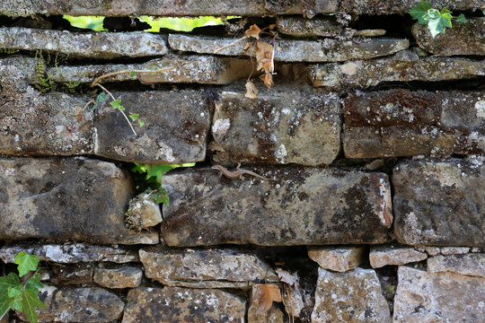 alte steinmauer und eine kleine eidechse