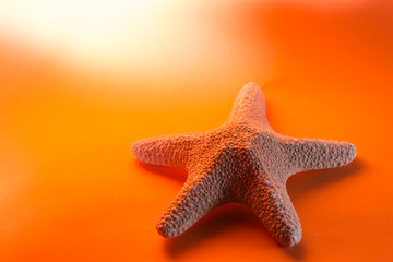 starfish on orange background