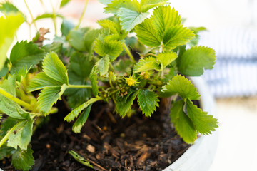 Strawberry plant