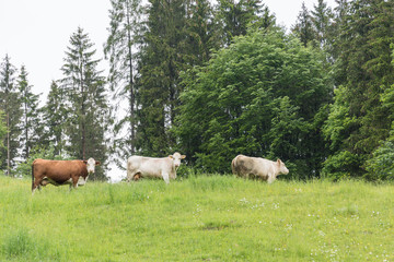 Obraz premium Rinderweide - Kühe auf der Wiese