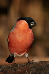Eurasian bullfinch (Pyrrhula pyrrhula)