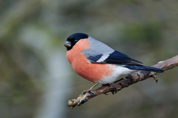 Eurasian bullfinch (Pyrrhula pyrrhula)