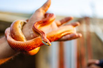 Red snake wrapped in hand