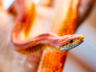 Red snake wrapped in hand