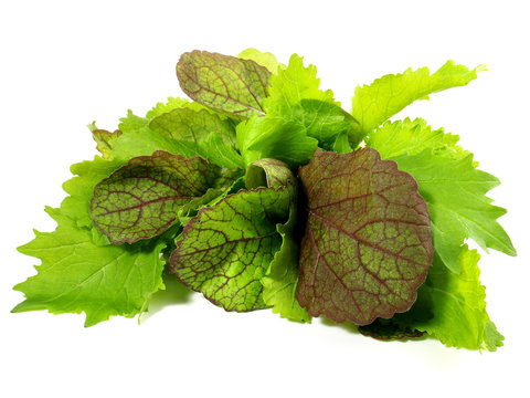 Junger Blattsalat