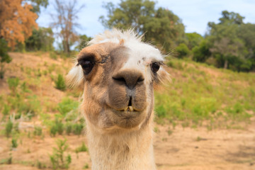 Fototapeta premium Lama in nature