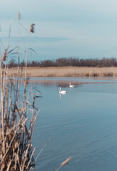  beautiful swan lake and blue sky
