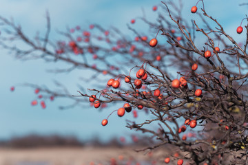  hawthorn bush and berries against the sky