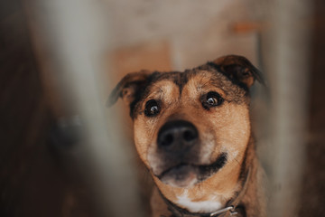 red mixed breed dog posing in a shelter waiting for adoption