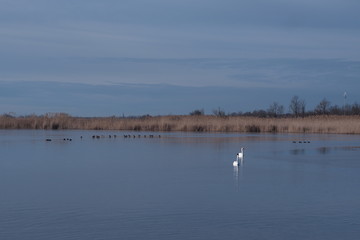  beautiful swan lake and blue sky