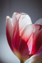 tulip petals in backlight close-up, beautiful greeting card.