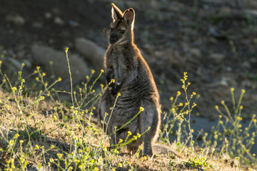 Hobart, Tasmania, Australia- March 2019: Bannatts Wallaby (Macropus fufogriseus) grazing in the australian bush.  © Lukas