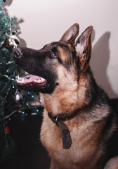 a dog near the Christmas tree