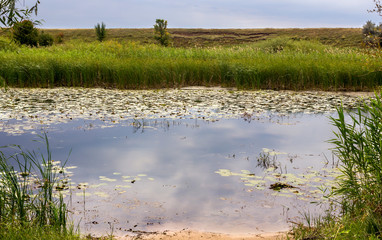 summer landscape, a river overgrown with yellow water lilies and reeds on the shore on a sunny day