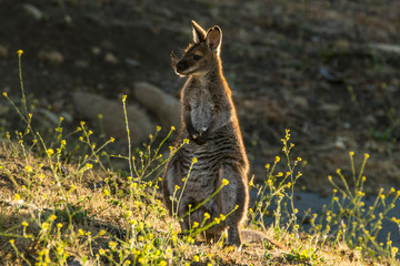Hobart, Tasmania, Australia- March 2019: Bannatts Wallaby (Macropus fufogriseus) grazing in the australian bush.  © Lukas