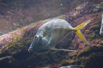 Lockdown fish Selene dorsalis Atlantic, aquarium Berlin Germany