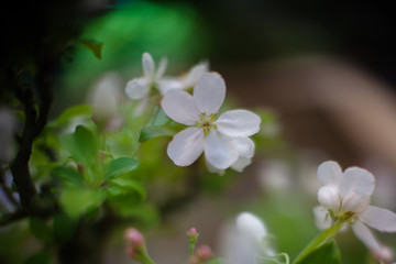 beautiful photo with a branch of a blossoming apple tree, blurred background.