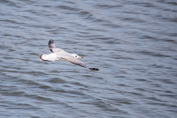 Gull. It's not a sea gull. She lives on the Volga river and probably never saw the sea.