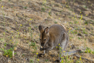 Hobart, Tasmania, Australia- March 2019: Bannatts Wallaby (Macropus fufogriseus) grazing in the australian bush.  © Lukas