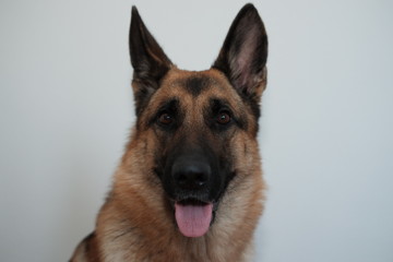  beautiful German shepherd portrait on a light background