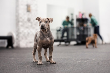 adorable grey thai ridgeback puppy standing indoors