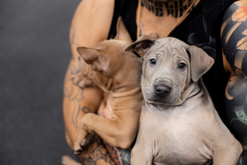 two thai ridgeback puppies posing in the arms of owner