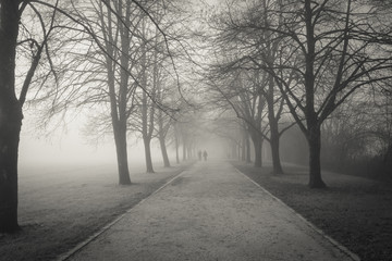 cold freezing winter atmosphere in black and white on a tree-lined path