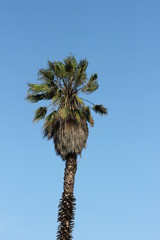 palm tree on background of blue sky