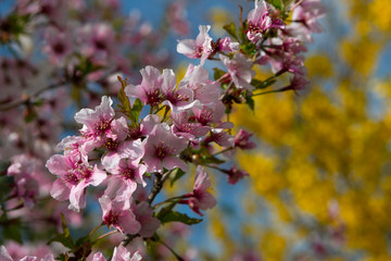 Fototapeta na wymiar Blooming tree in spring, pink flowers