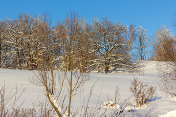 winter landscape, trees in the forest all in the snow against a bright blue sky on a sunny day, snow sparkle