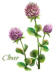 Сlover flowers. Trefoil flower. Shamrock.  Vector colorful illustration.