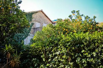 orange tree in budva old town summer street in montenegro