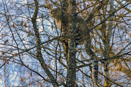 Dissimulation dans les arbres : O&ugrave; es-tu panth&egrave;re ?
