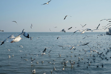birds at Bang Pu, Samut Prakan Province, Thailand