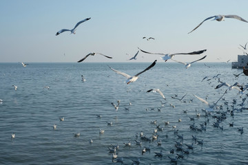birds at Bang Pu, Samut Prakan Province, Thailand