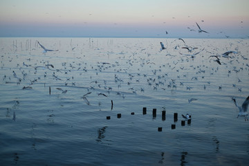 birds at Bang Pu, Samut Prakan Province, Thailand