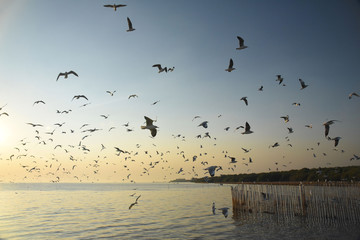 birds at Bang Pu, Samut Prakan Province, Thailand