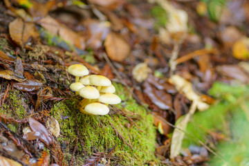 mushrooms in autumn forest