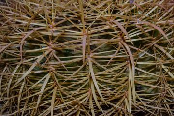 Cactus needles close-up. Plants of the desert. Houseplant. Green cactus.