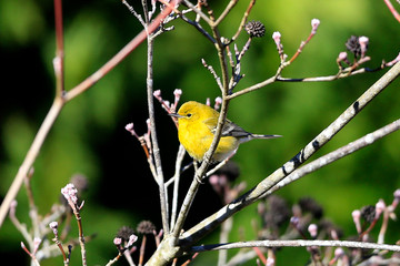 birds, backyard, Georgia