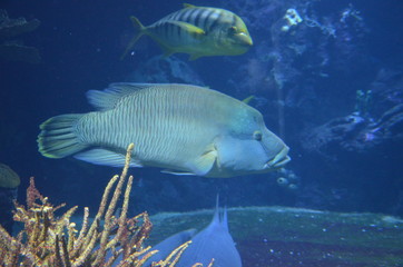 Fototapeta premium Tropical fish in aquarium, Berlin