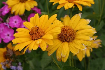Nahaufnahme mit orang-gelben Blüten